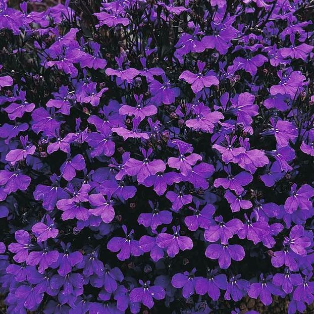 Seminte flori Lobelie Curgatoare Albastru Inchis - SEMINTE FLORI TOAMNA 2017