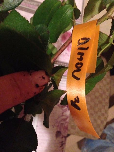  - Multumesc Maria 70