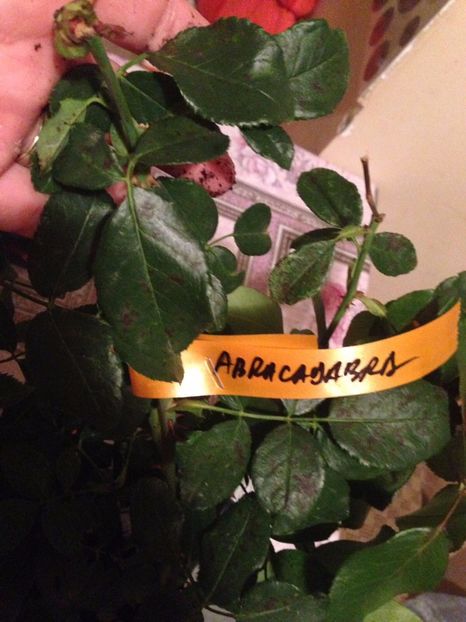  - Multumesc Maria 70