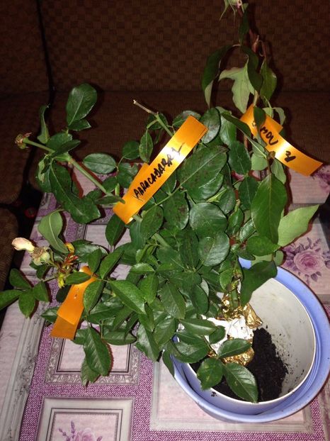  - Multumesc Maria 70