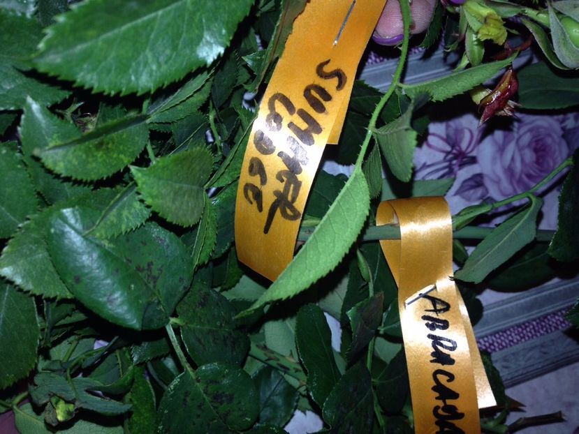  - Multumesc Maria 70