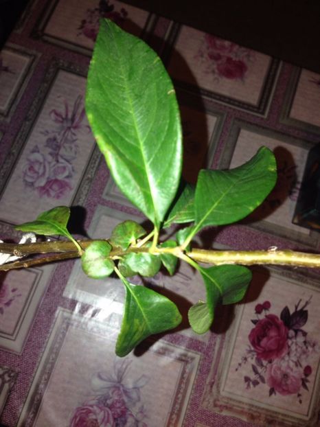  - Multumesc Maria 70