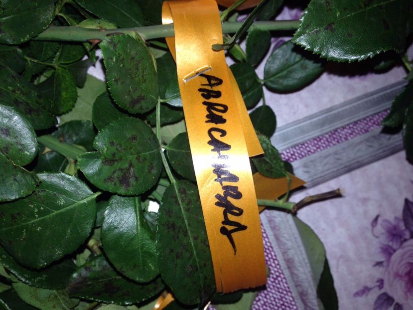  - Multumesc Maria 70