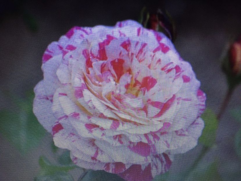  - Multumesc Maria 70