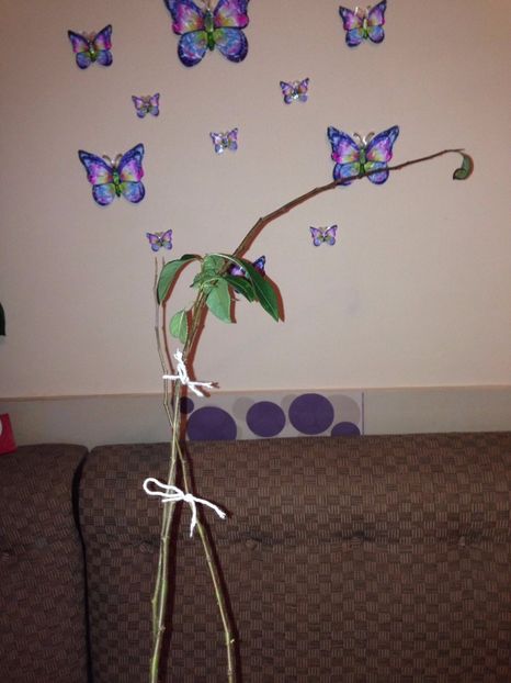 multumesc  maria 70 pt gutuiul japonez - Gutui japonez seminte