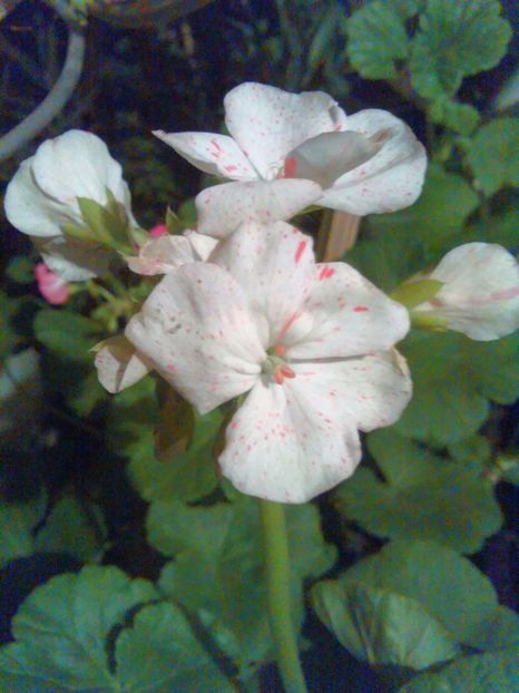  - Comanda muscate si fuchsii Olanda 2017