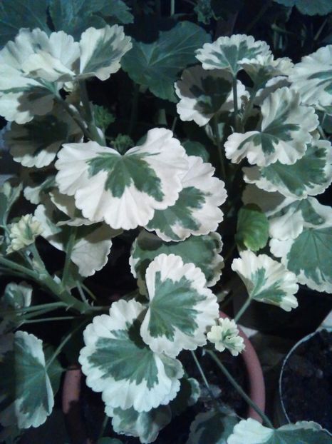  - Comanda muscate si fuchsii Olanda 2017