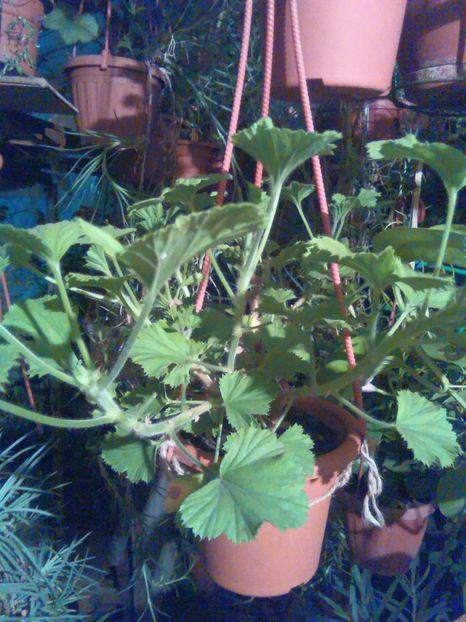 Parisienne - Comanda muscate si fuchsii Olanda 2017