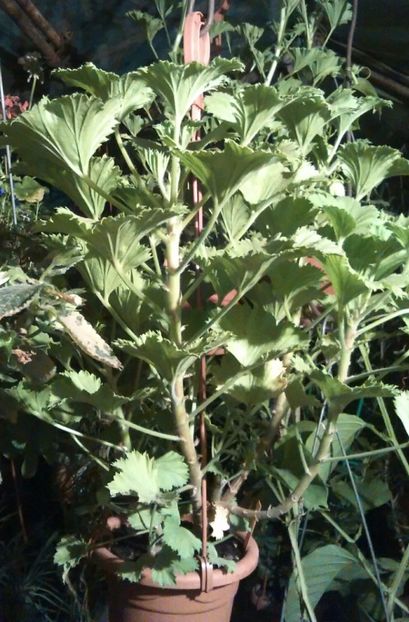 Au aproape jumătate de metru - Comanda muscate si fuchsii Olanda 2017