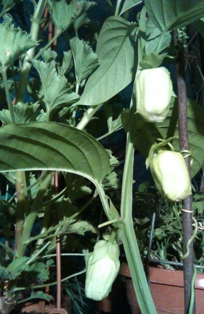 Passiflora alata ...înflorește iarna... - Comanda muscate si fuchsii Olanda 2017