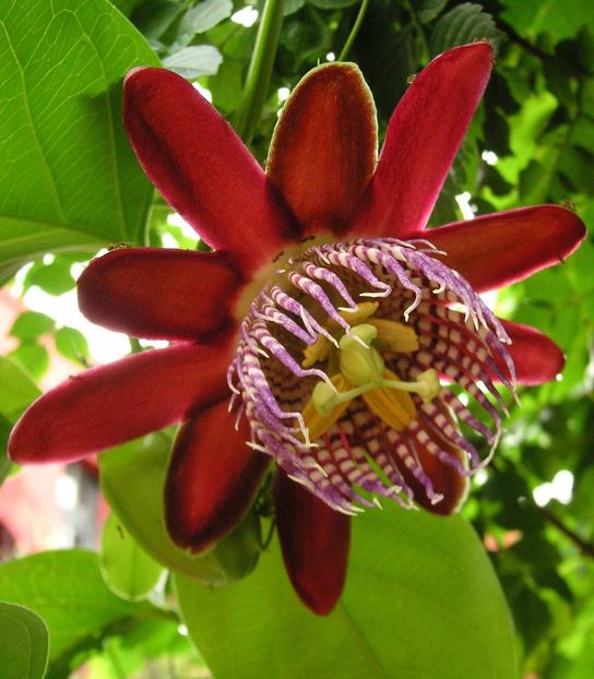 Passiflora_alata - Comanda muscate si fuchsii Olanda 2017