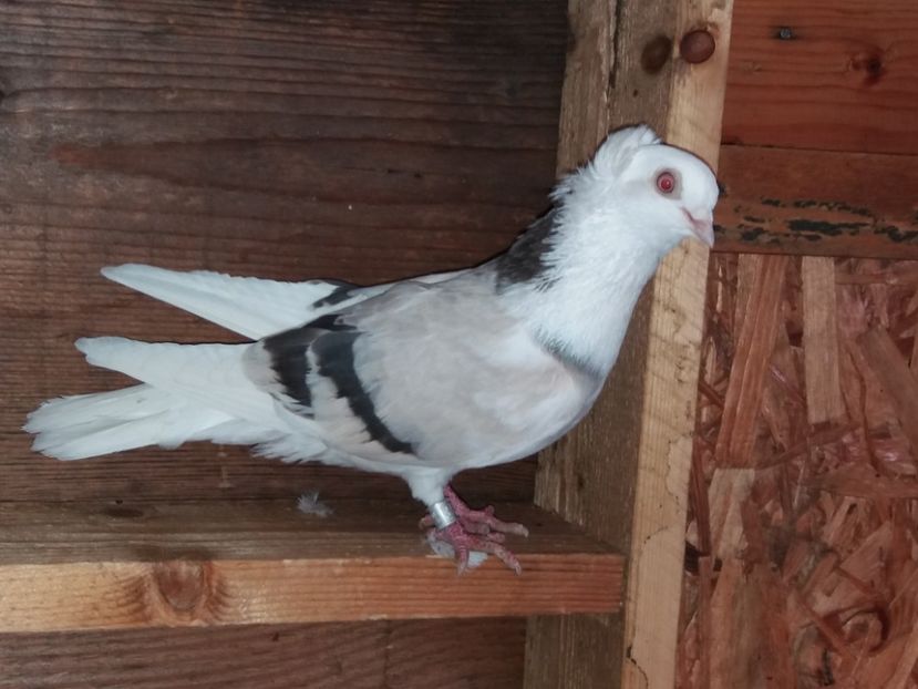  - Jucători de Amara