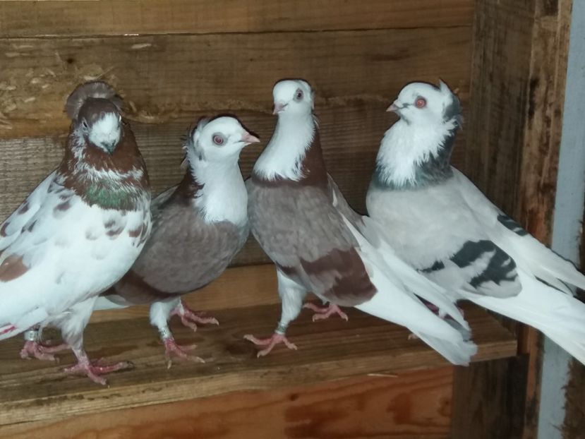  - Jucători de Amara