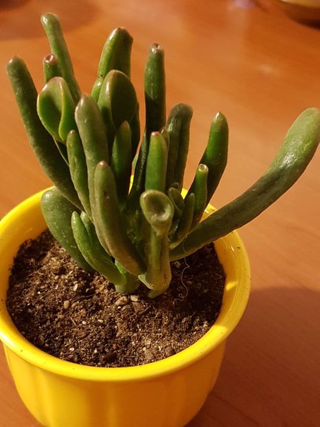 Crassula ovata gollum - Cactusi si plante suculente 2017-2018-2019