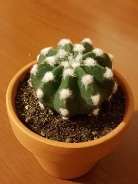 Echinopsis denudatum - Cactusi si plante suculente 2017-2018-2019