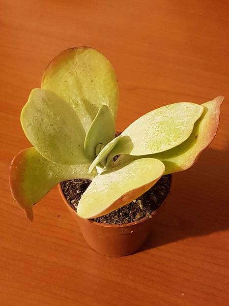 Kalanchoe thyrsiflora - Cactusi si plante suculente 2017-2018-2019