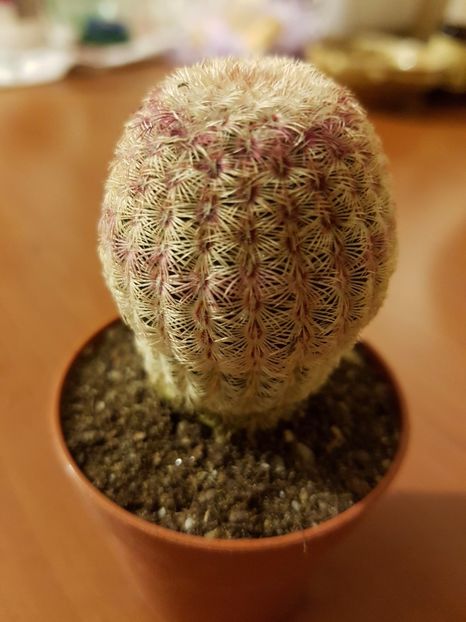 Echinocereus rigidissimus rubrispinus - Cactusi si plante suculente 2017-2018-2019