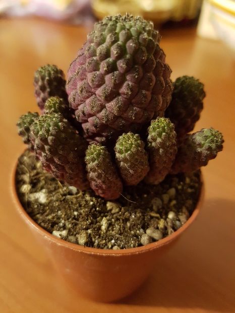 Sulcorebutia rauchii violacidermis - Cactusi si plante suculente 2017-2018-2019