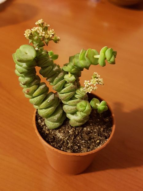 Crassula rupestris hottentot - Cactusi si plante suculente 2017-2018-2019