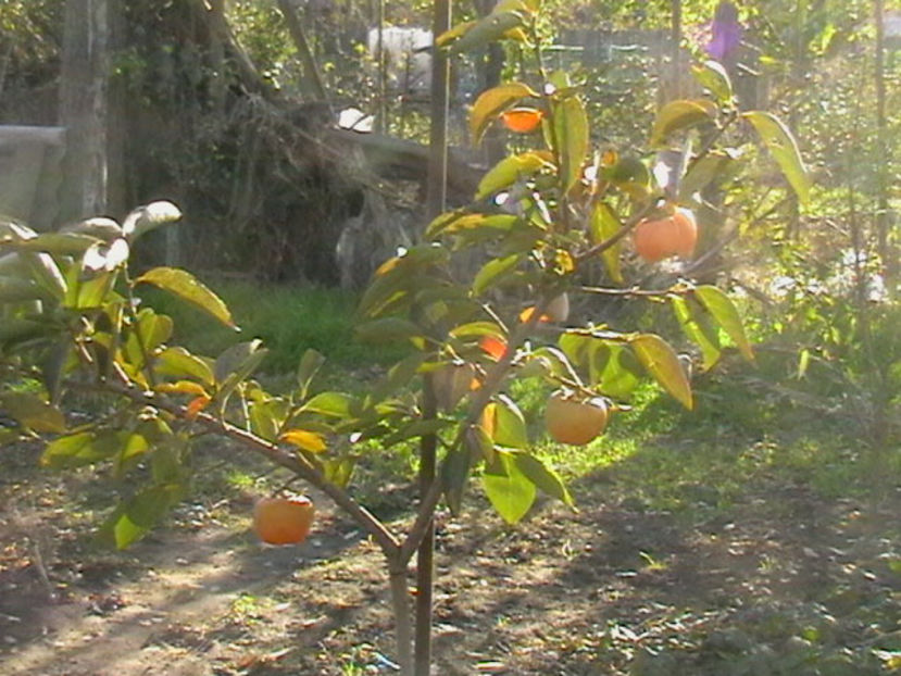 IMGA0780 - Kaki Jiro