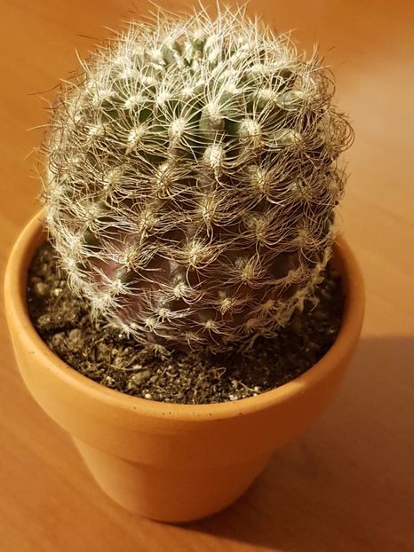 Neoporteria gerocephala - Cactusi si plante suculente 2017-2018-2019
