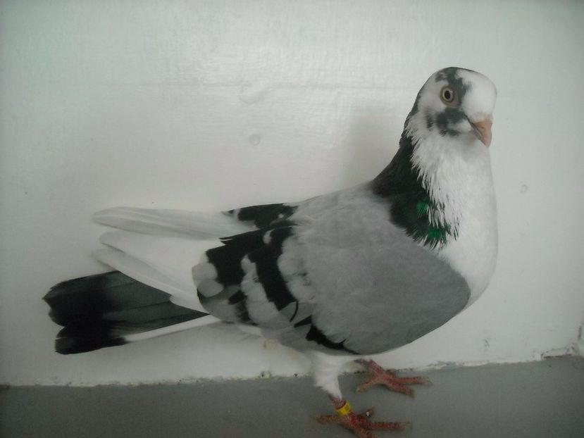  - PORUMBEI CARE MI AU APARTINUT