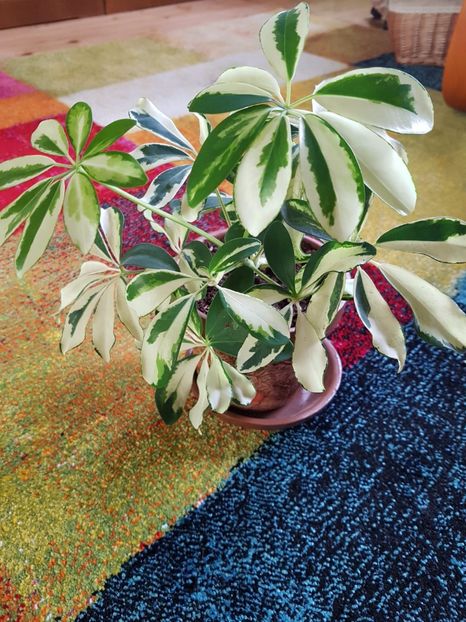 Schefflera variegata - Alte plante de interior