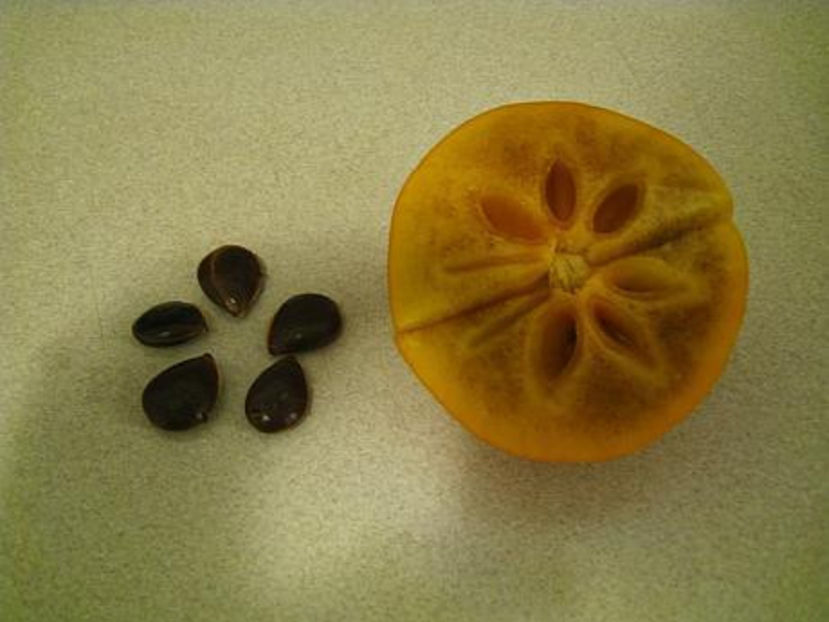 seminte-de-kaki - Kaki Jiro