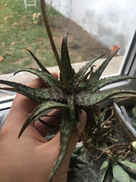  - Aloe
