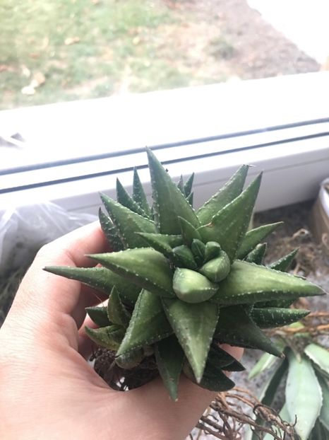  - haworthia