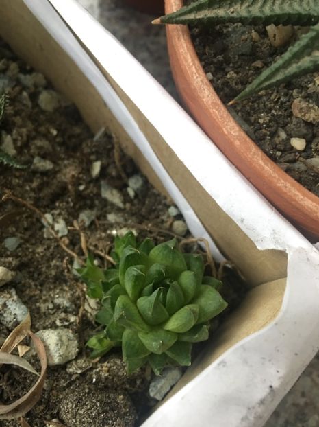  - haworthia