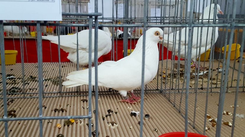 Expo-Napoca 2017 - Porumbei la Expoziti