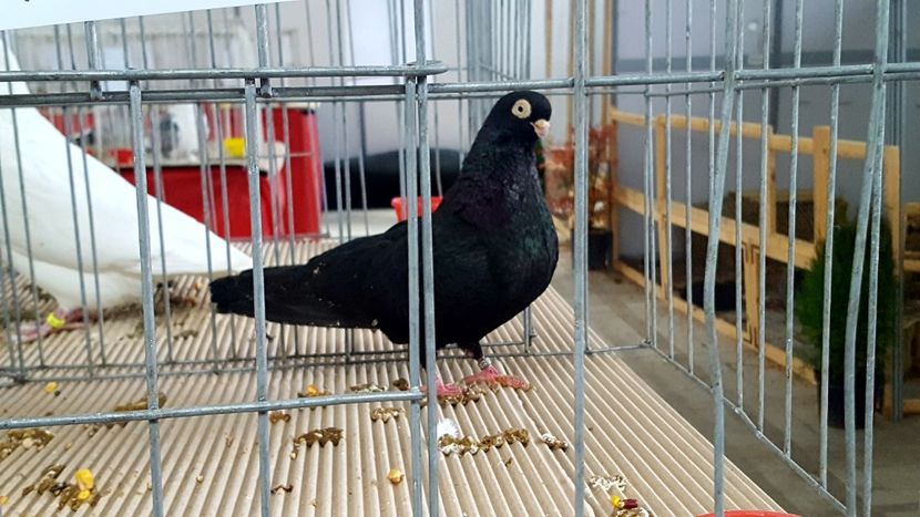 Expo-Napoca 2017 - Porumbei la Expoziti