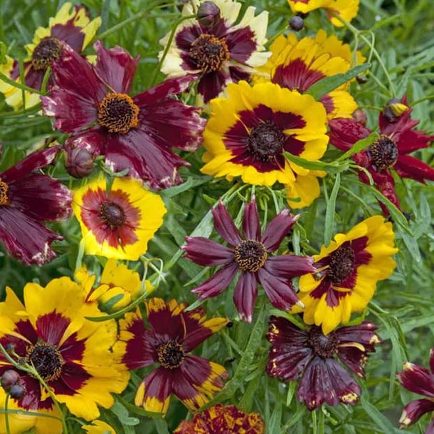 Seminte flori Frumusica - Ochiul Fetei - Seminte de Frumusica - Coreopsis Hybrida Incredible Dwarf Mixed