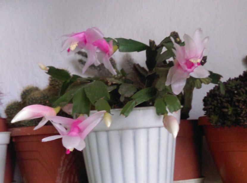  - Plantele mele de la Epurare 2017 2018