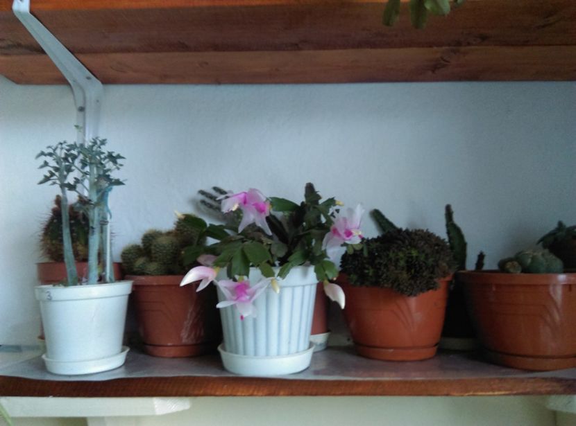  - Plantele mele de la Epurare 2017 2018