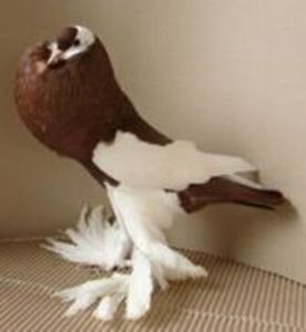 55085553 (3)femela - Cumpar