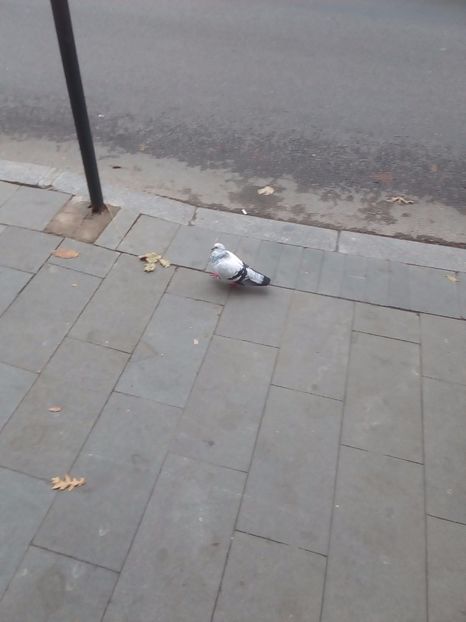  - CAUT PORUMBEI GUTANI CUCI