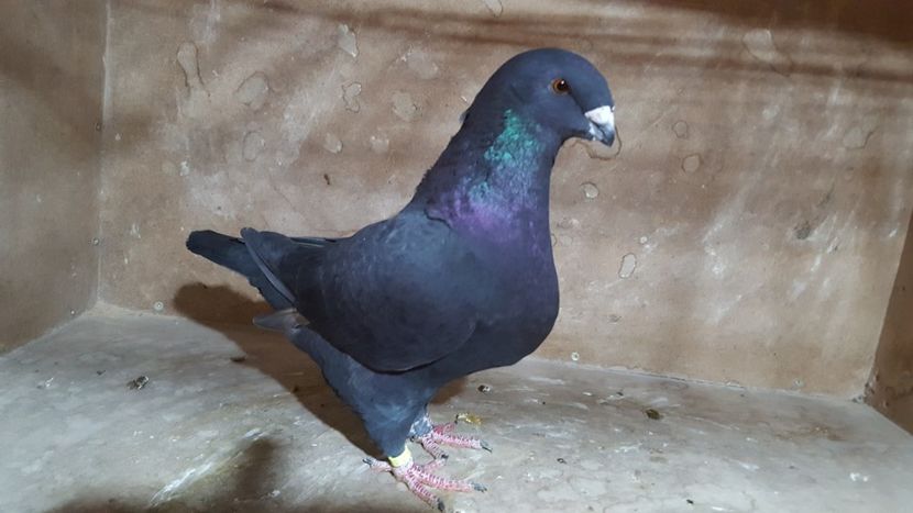 F 2017 - POZE SUPLIMENTARE