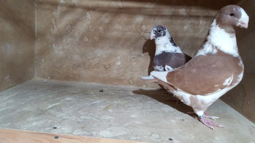 M 2016 - POZE SUPLIMENTARE