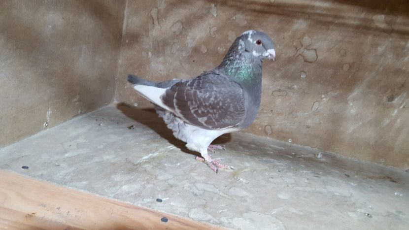 F 2017 - PORUMBEI VANDUTI