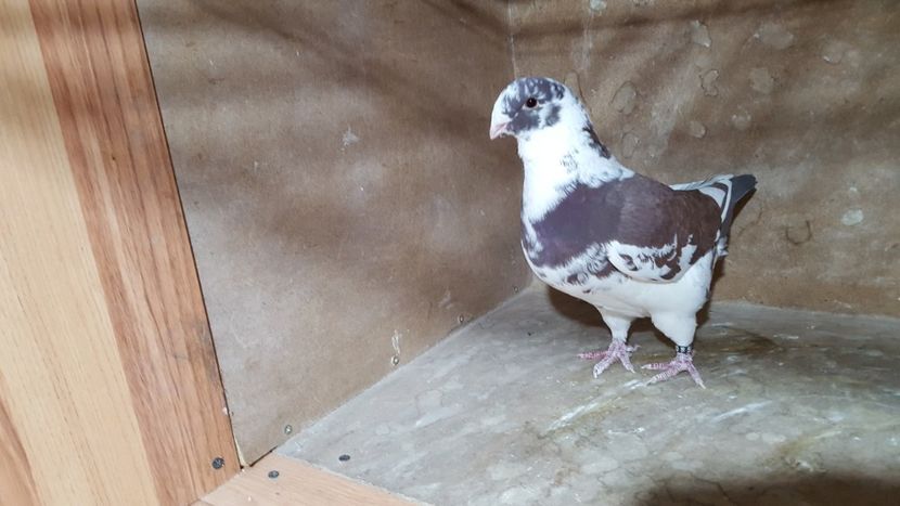 F 2016 - POZE SUPLIMENTARE