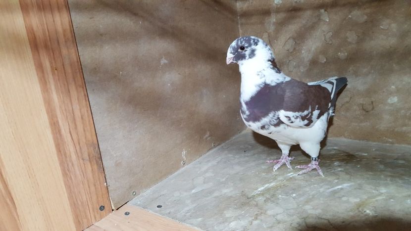 F 2016 - POZE SUPLIMENTARE