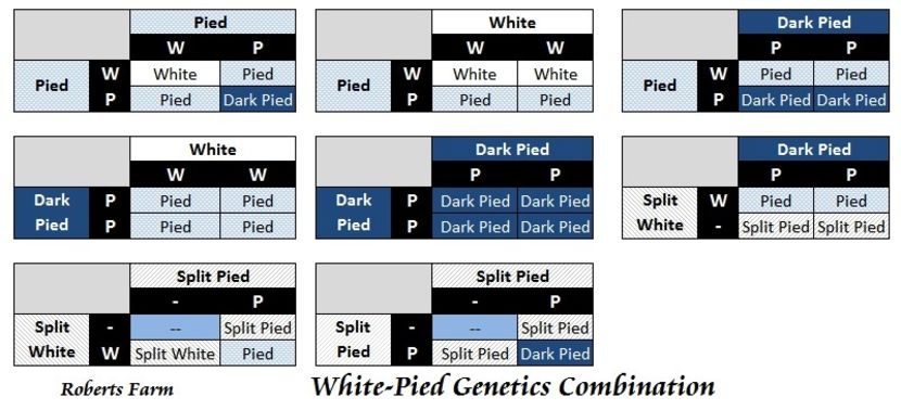 z_genetics_pied - PĂUNI - Reproducție și genetică