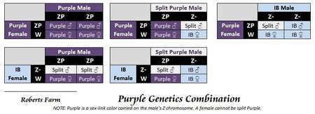 z_genetics_purple - PĂUNI - Reproducție și genetică