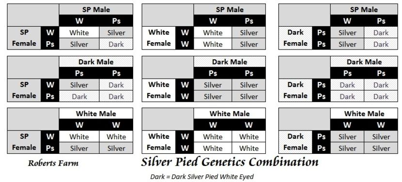 z_genetics_silver_pied - PĂUNI - Reproducție și genetică