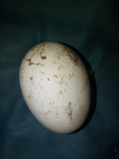 16 noiembrie - B2 - Gaste Africane si Chinezesti