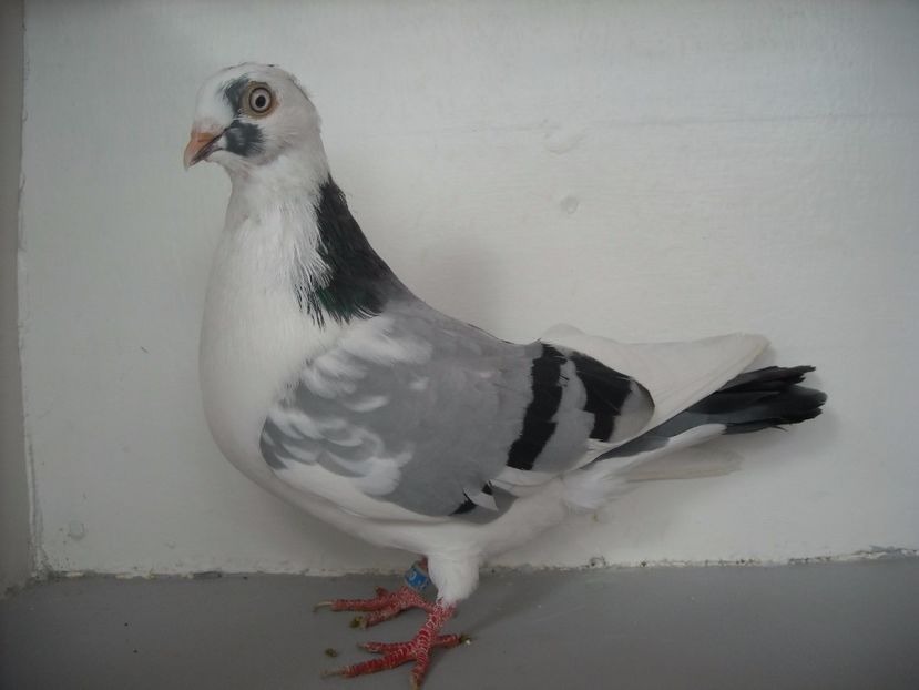  - PORUMBEI CARE MI AU APARTINUT