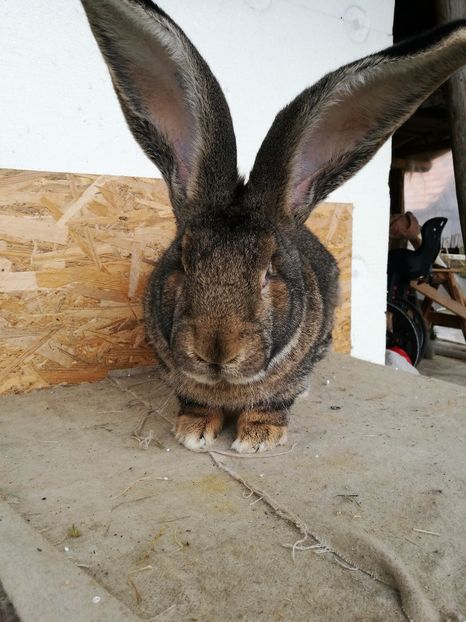  - Mascul 1 RO 5 1721