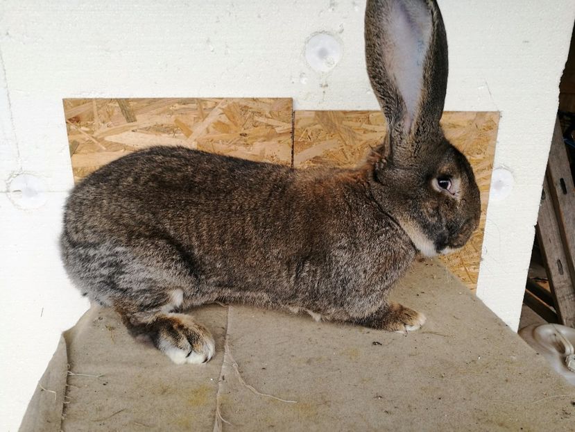  - Mascul 1 RO 5 1721